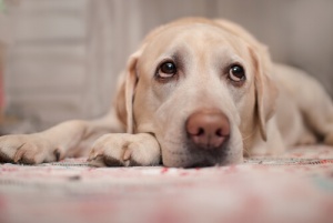 Sinais de doenças cardíacas nos cães