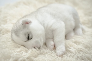 Como cuidar de um cachorro durante a noite