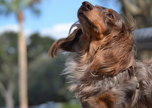 cachorro-pelo A perda de pelo nos cães