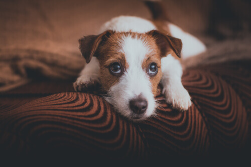 Saiba o que um cachorro sente quando os donos saem de casa Saiba o que um cachorro sente quando os donos saem de casa