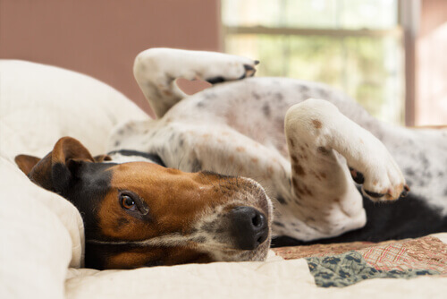 cachorro Como lidar com o mau cheiro dos cães