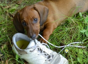 Quando a repreensão leva a um mau comportamento nos cães?