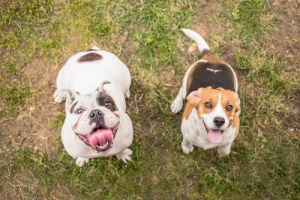 Como cumprimentar um cão desconhecido
