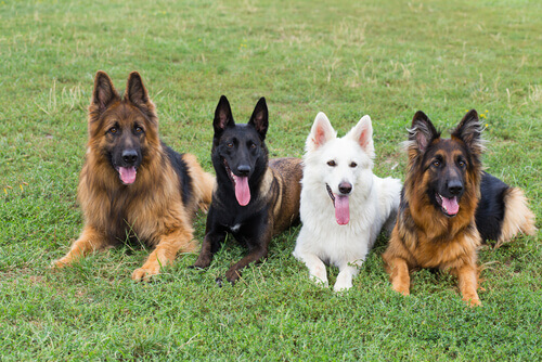 Esfíncteres: como controlar as fezes do cão Esfíncteres: como controlar as fezes do cão