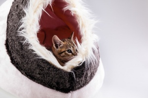 Ideias de camas divertidas para gatos