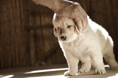 doenças de pele em cães