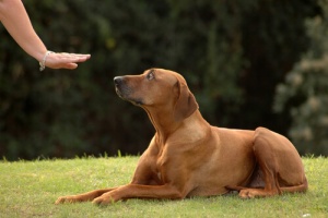 As primeiras lições de comportamento do cão