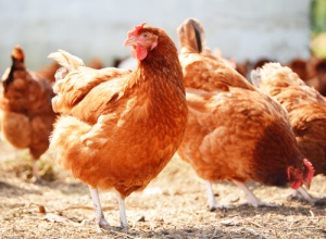 7 conselhos básicos para criar galinhas