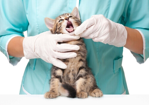 Saúde bucal: cáries nos gatos