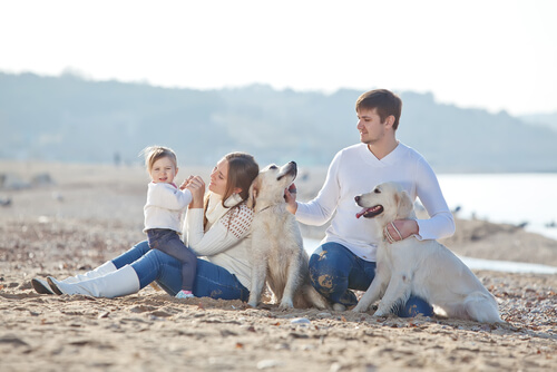 Cães e família