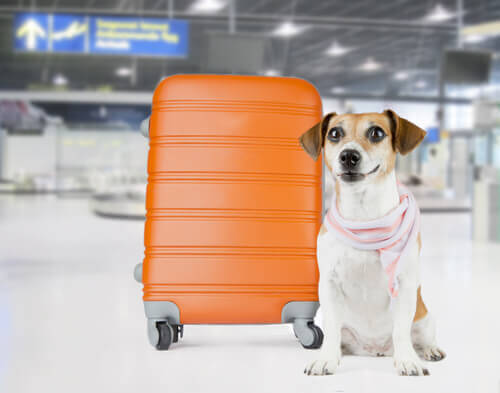 O aeroporto JFK cria um terminal para animais