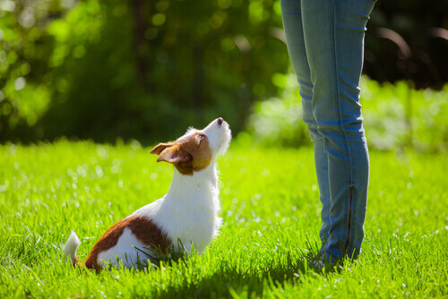 Sete dicas para que seu cão responda quando for chamado Sete dicas para que seu cão responda quando for chamado