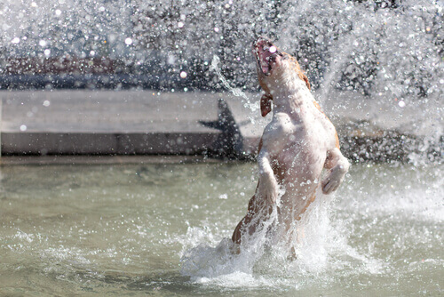 Cão na água