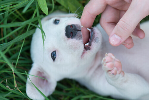Informação sobre os filhotes: o processo de dentição canina