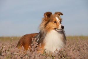 As doenças de pele em cães mais comuns