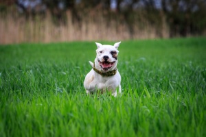 10 raças de cães latino-americanas