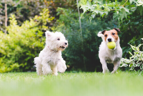 dois-cães-brincando