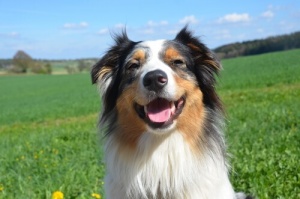 Saiba tudo sobre as emoções dos animais