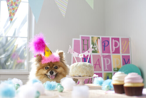Faça uma festa de aniversário para seu cão