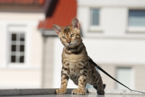 Como treinar um gato para passear com coleira