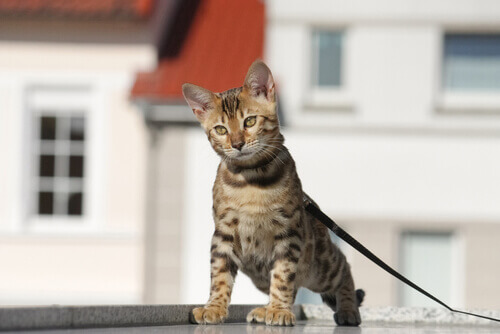 Como treinar um gato para passear com coleira Como treinar um gato para passear com coleira