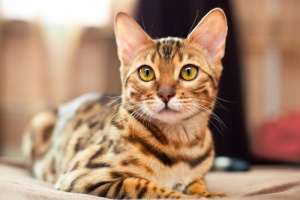 Conheça o gato de Bengala ou gato Bengal