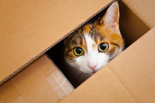 Gato em caixa