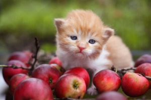O que são os antioxidantes e que papel desempenham na nutrição de animais de estimação?