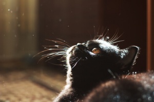 Os gatos e a escuridão