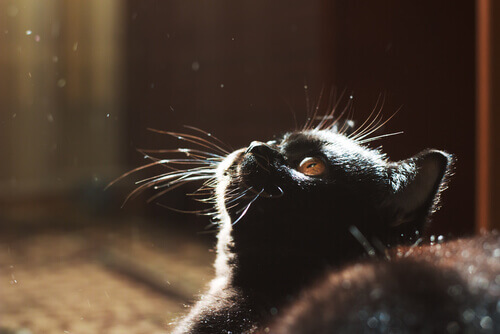 Os gatos e a escuridão