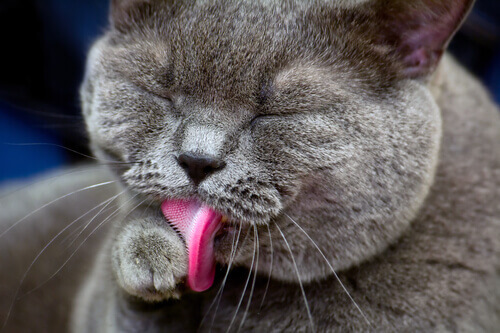 Saúde: O que significa quando um gato lambe a cara?