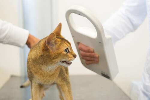 Gato no veterinário