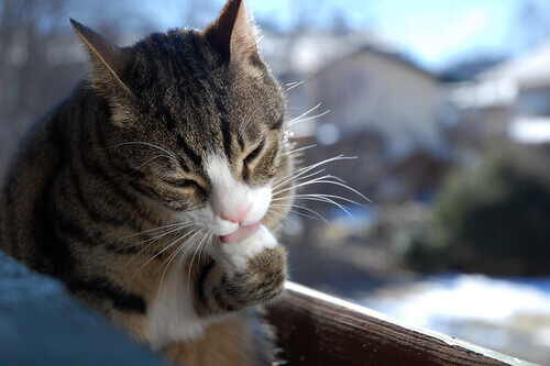 Comportamento compulsivo nos gatos Comportamento compulsivo nos gatos