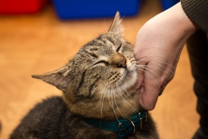 Um gato herói é baleado e salva a vida de um menino de três anos