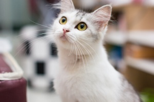 Como os gatos enxergam as cores do mundo?