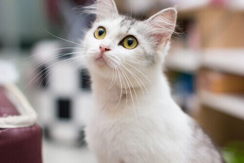 Como os gatos enxergam as cores do mundo? Como os gatos enxergam as cores do mundo?