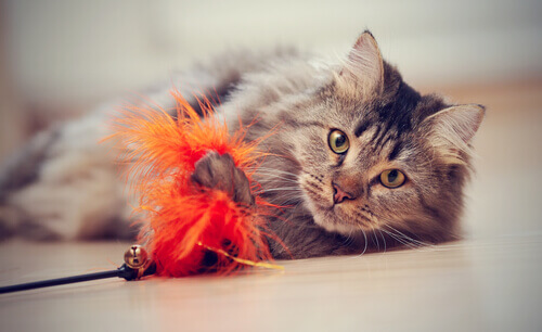 Os gatos de casa também precisam brincar