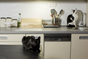 Como evitar que seu gato se aproxime de lugares perigosos para ele