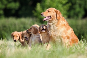 Tudo sobre o Golden Retriever