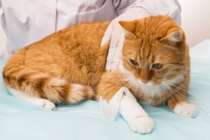 Hemorragia em gatos: como agir para minimizar os danos