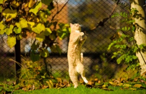 O que é a hiperestesia felina ou síndrome do gato nervoso?