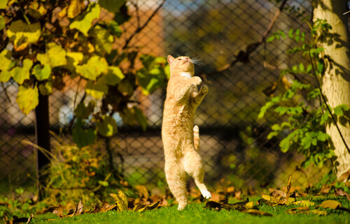 O que é a hiperestesia felina ou síndrome do gato nervoso? O que é a hiperestesia felina ou síndrome do gato nervoso?