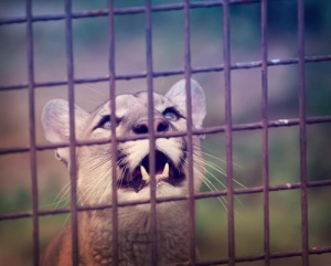 Onça de circo é liberada depois de ficar 10 anos presa