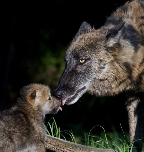 Lobo e filhote