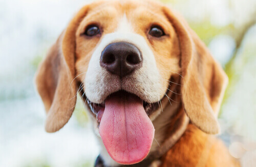 O nariz seco no cão: quando você deve começar a se preocupar?