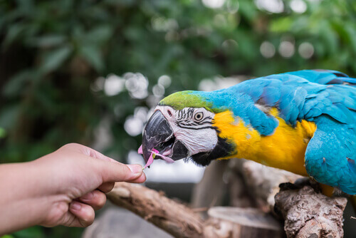 Papagaio comendo