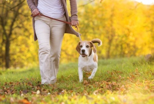 Melhore o vínculo com o seu cão
