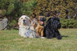 Diferenças entre a multiplicidade de raças de cães