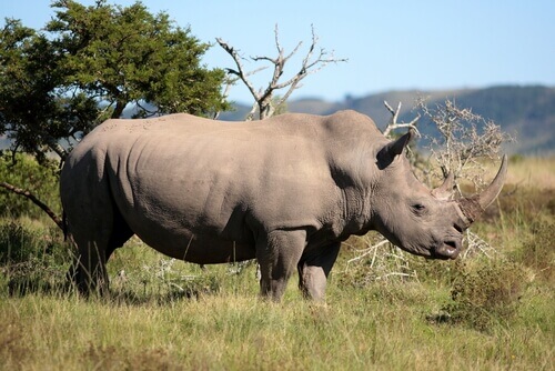 rinoceronte-branco