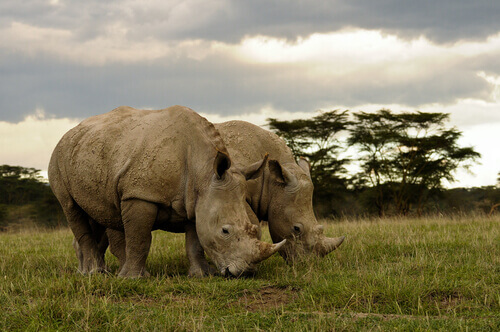 Morre um dos 5 rinocerontes brancos do Norte que restam no mundo